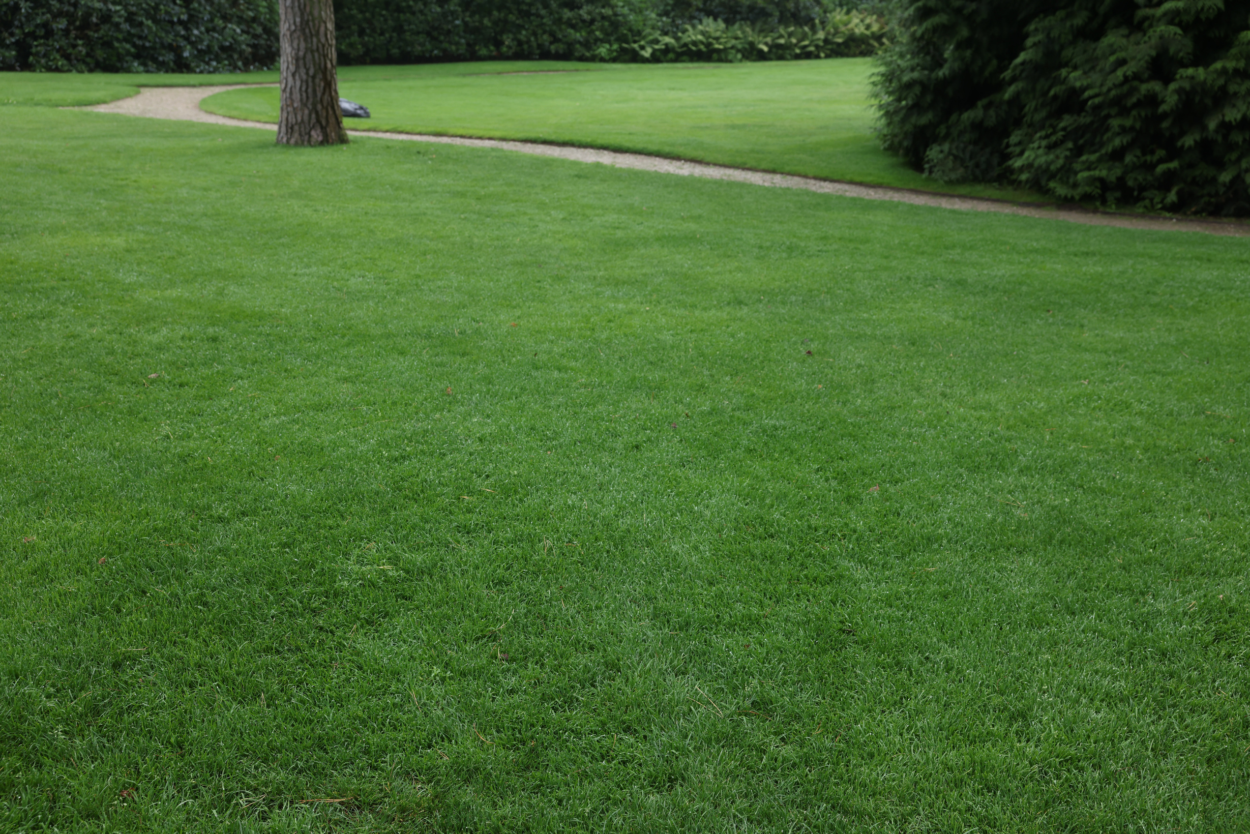 Beautiful Freshly Cut Green Lawn in Park